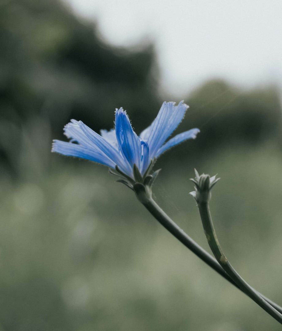 Close-up of a single blue chicory flower against a soft, blurred green background